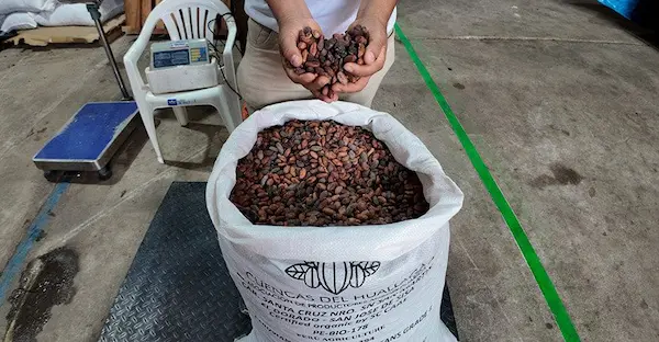 Aspectos clave antes de exportar cacao