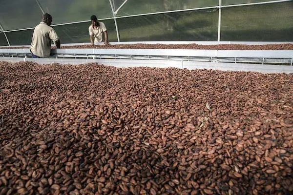 Proceso paso a paso para exportar cacao