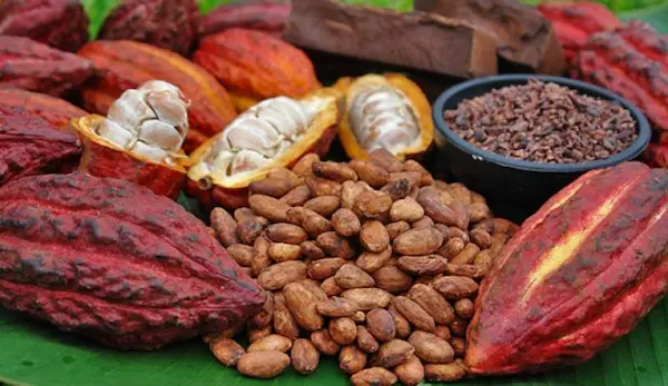 Requisitos necesarios para la exportación de cacao