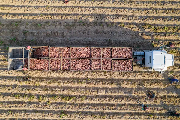 El panorama macroeconómico de la exportación agrícola