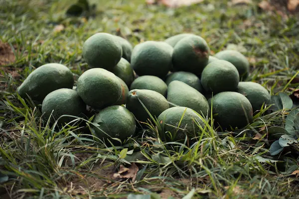 Preguntas frecuentes sobre exportación de palta